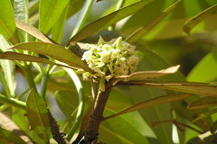 Alstonia scholaris